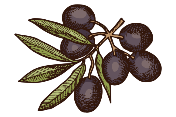 Black Olives Grow on Tree Branch Color I Graphics