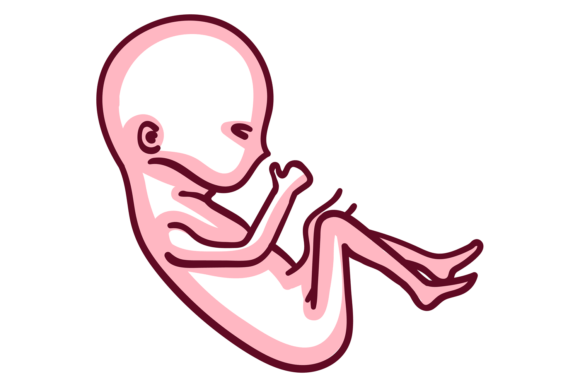 Embryo Color Icon. Fetus Symbol. Prenata