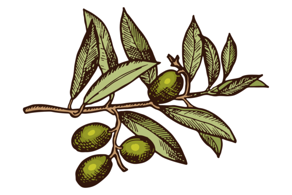 Organic Olive Tree Branch. Color Greek D Graphics